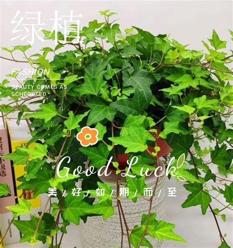 常春藤|常春藤——一种具有魅力的藤本植物（了解常春藤的特。